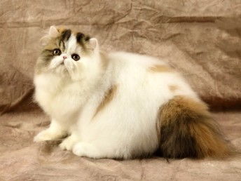 图 宠物猫波斯猫纯种黄白色波斯猫幼猫纯种宠物猫活体波斯猫 上海宠物猫 