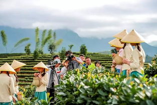 松溪绿茶系列一 松溪县委书记黄美萍出镜代言,向全球推介松溪绿茶