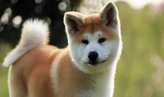 秋田犬跟柴犬不是一个品种 看完不要再尴尬地傻傻分不清了