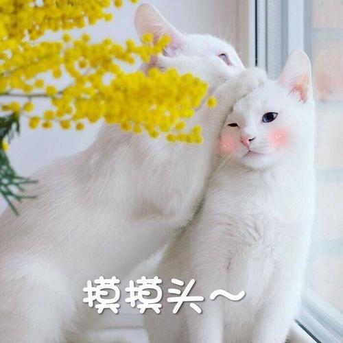 给小猫起名字三个字的 给小猫咪起什么名字好