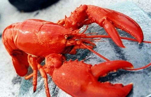 全世界最大的龙虾,重达40多斤,虾钳比我们人的胳膊还要大