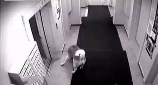 带狗狗进电梯惊魂一幕 差点被勒死