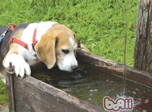 狗狗生病了不喝水怎么办 