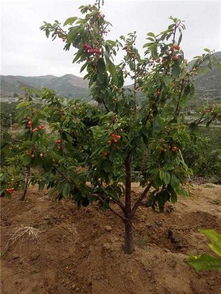 优惠券 十大品牌排行榜 哪个牌子好 元珍商城 