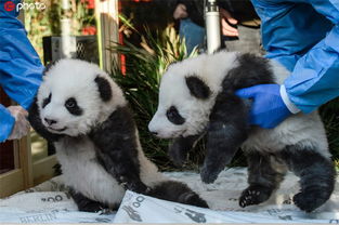 熊大熊猫双胞胎起名,怎样给大熊猫3胞起名字