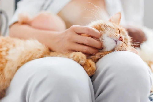 猫打呼噜什么意思 不仅仅是因为心情愉快