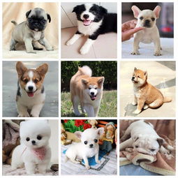 图 广州较正规犬场,实体店签协议包健康,30个品种特价 广州宠物狗 
