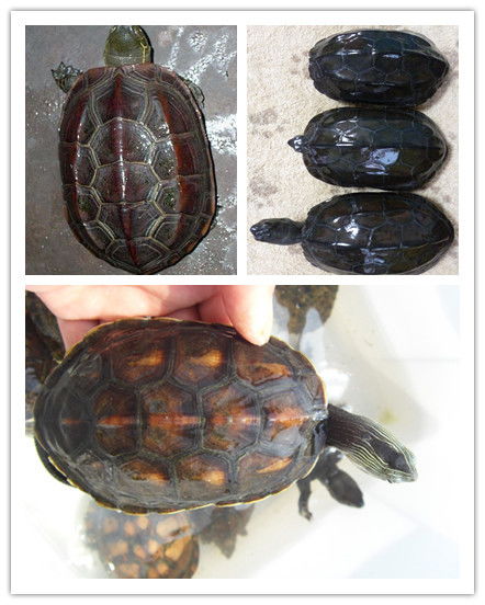 草龟和花龟如何区别 那种好养 