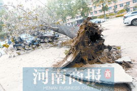 郑州一梧桐树倒砸了两辆车 因停放受损保险只赔70 