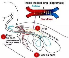 鸟类麻醉的生理特性与麻醉技术