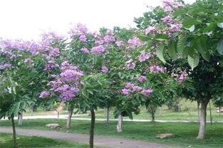 紫薇树种在哪里旺风水,放在三处可增强风水 