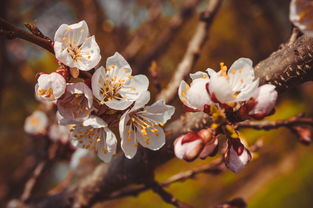 开花,树枝,芽,花,花瓣,树 