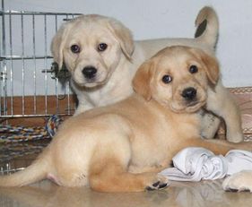 图 广州拉布拉多幼犬多少钱一只广州哪里有卖拉布拉多 拉布拉多价格 广州宠物狗 