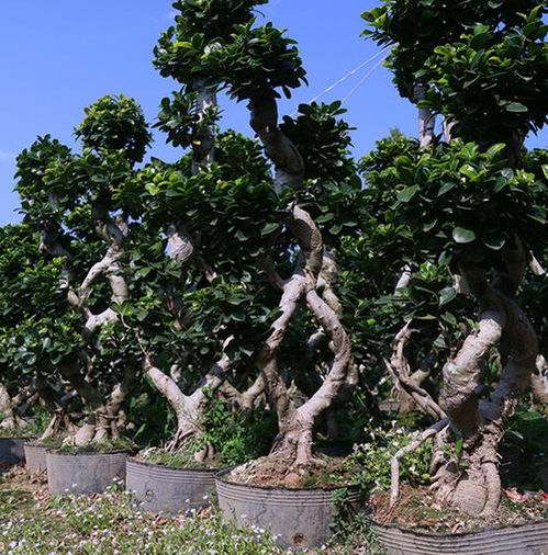 小叶榕树的养殖方法