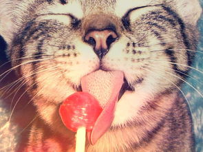 你给猫咪吃过糖吗 它们根本尝不出甜味