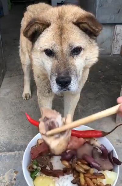 这只18岁的土狗好懂事,不馋筷子上的食物,放地上了才肯吃