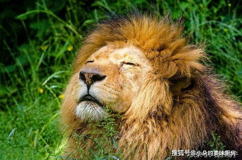 真狮子遇到玩具雄狮会有什么反应 这个科学试验说明了鬃毛的作用