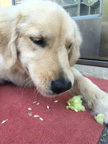 狗都能吃哪些蔬菜 