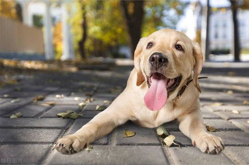 为什么狗狗总是伸着舌头呼吸 它的身体会散热吗