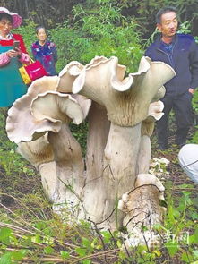 云南野生蘑菇王引吃货关注 高近1米重达百斤还能吃 