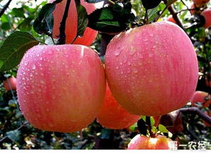 苹果泡斑病危害症状及防治方法,5月苹果树“黑星病”爆发，果农该如何防治