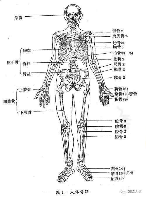 从人体构造来看躯干 上肢和下肢的分工