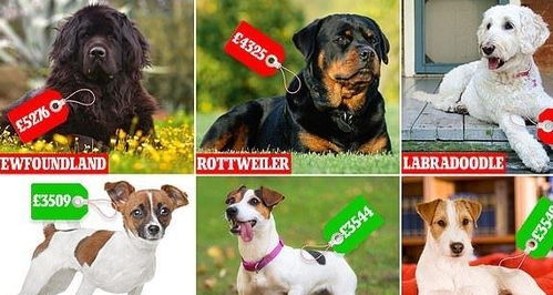 英国养狗分析,最贵的一年要花46000元,养一只狗真的很烧钱