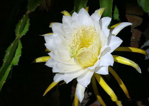 昙花长了花骨朵,几天就能开花