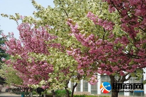 樱花树怎么种植,樱桃的种植方法？
