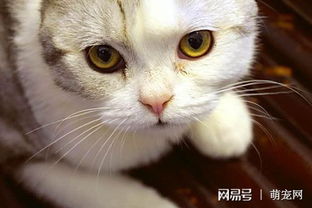 为什么猫咪天天有眼屎 警惕猫咪患以下几种疾病
