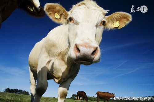 属牛人一生最克谁 说出来能吓你一跳,太可怕了,真吓人 你身边有属牛人吗