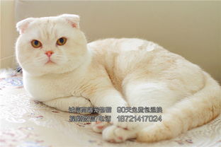 图 折耳猫 可信赖的宠物猫舍平台 精品折耳猫 哈尔滨宠物猫 哈尔滨列表网 
