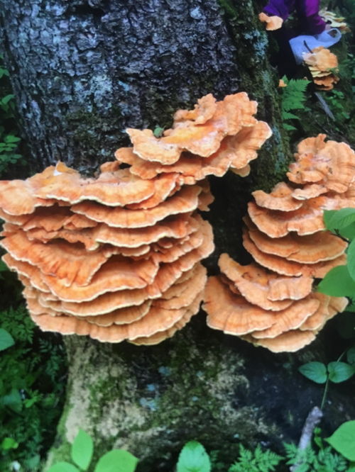 长白山红松枯木里长出的蘑菇能吃吗 