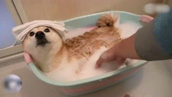 你喜欢在家自己给狗狗洗澡吗 有什么好处和坏处呢