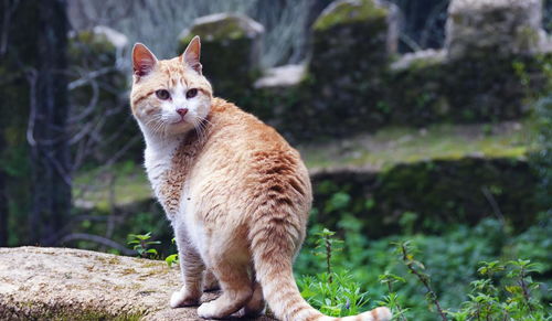 猫咪可以活到多少岁 实际上,大多数的野猫在出生5年内就会死去 