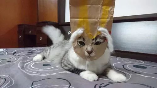 主人用纸袋,给猫做了个头套后,猫竟乖乖不反抗,主人于是... 