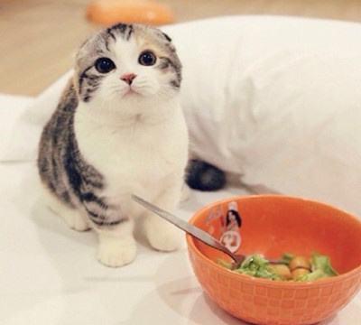 猫咪搬新家后食欲下降怎么处理