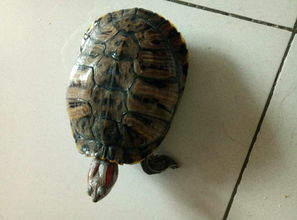这只乌龟是怀孕了吗 