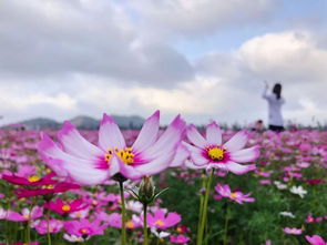 珠海藏着大片迷人花海 花期有限,目前还免费 抓紧