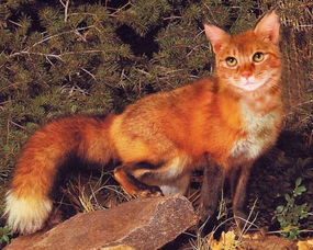 国外发现一种新的猫科物种 狐猫