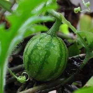吃过西瓜的种子继续种 买的西瓜可以留种子吗