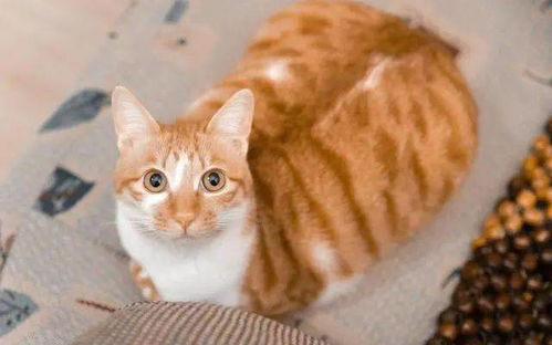 菜市场救下橘猫,养了2个月依然警惕,有些猫养不熟,是真的 猫咪 