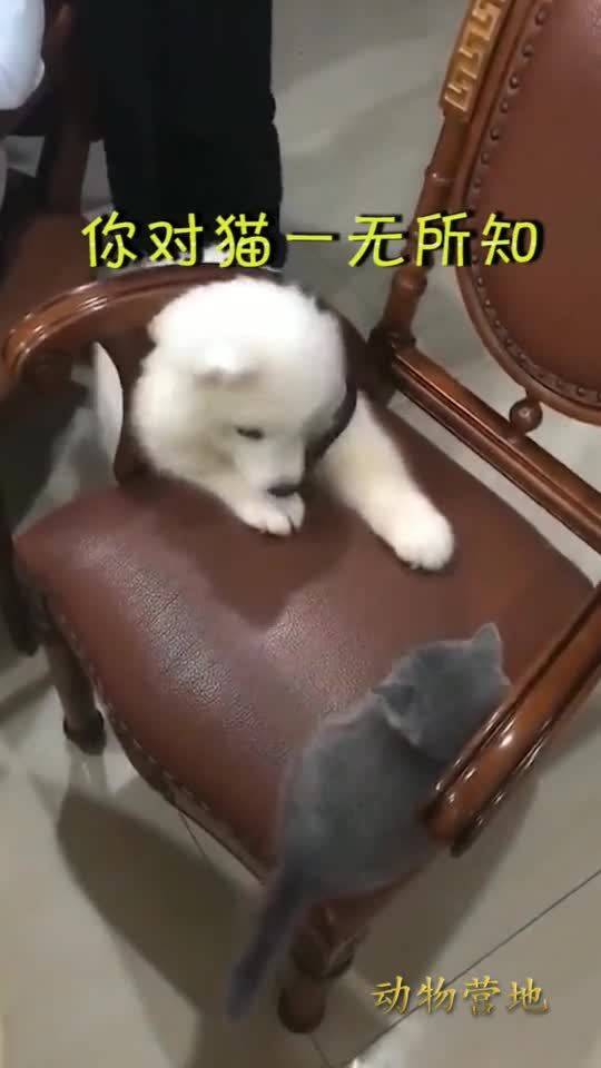 狗子对猫的反应速度一无所知 