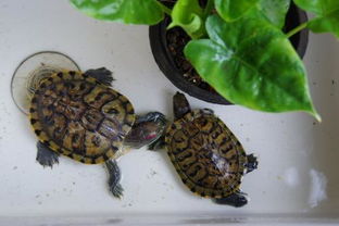 巴西龟为什么不能养2只?,巴西龟小的大的可以一起养吗？