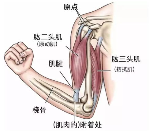 2个要点,打造完美 二头肌峰