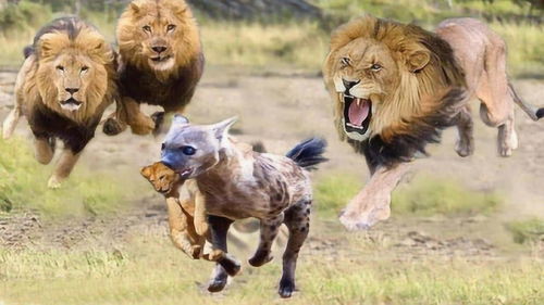 世界上最不怕狮子的鬣狗 把自己当狮子,最后成为狮群老大 