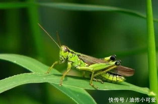 古代闹蝗灾的时候,人们宁愿饿死,也不抓蝗虫吃,为什么 