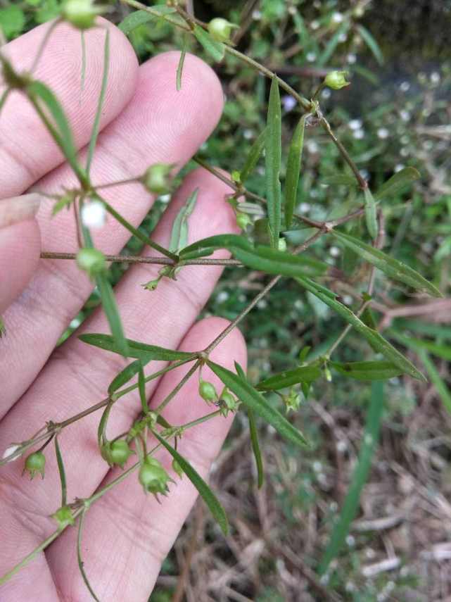 人称 蛇总管 ,老人说 它 是蛇吐的草,作用很大,遇见请保护