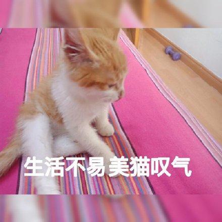 叹气表情包 生活不易,猫猫叹气