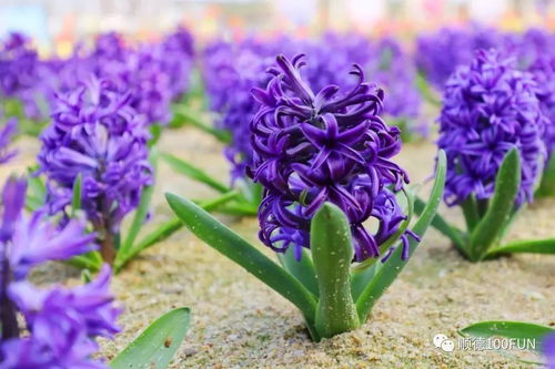 紫色花信子的花语什么意思？